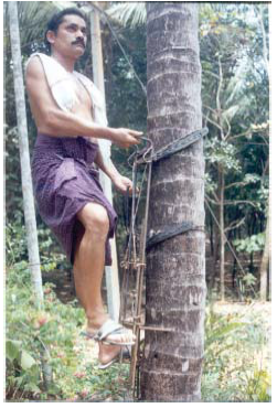 Coconut tree climber machine